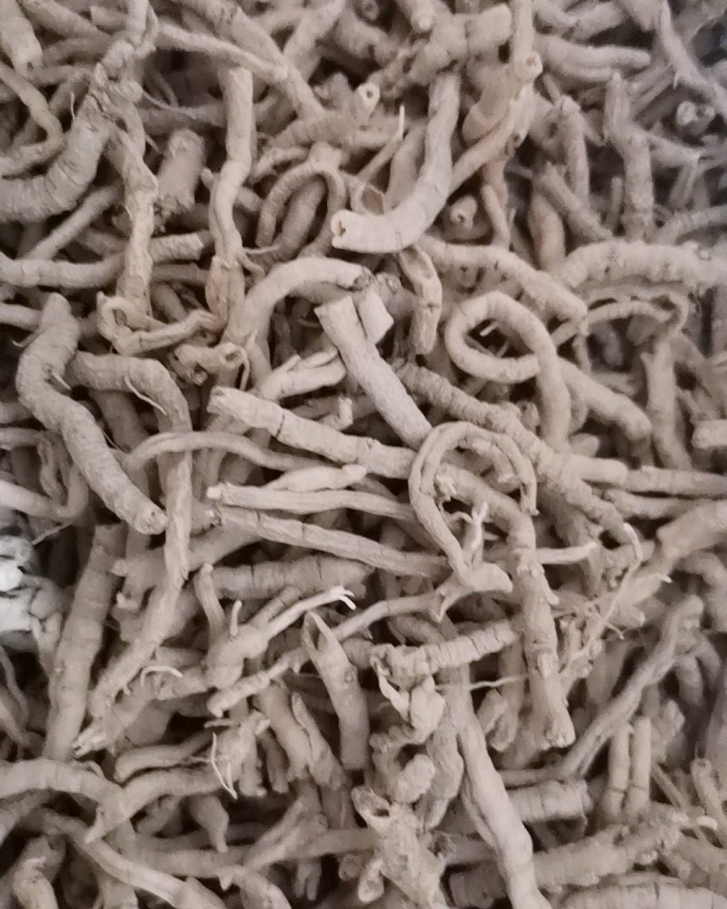 选装远志大量批发零售正品保证质量