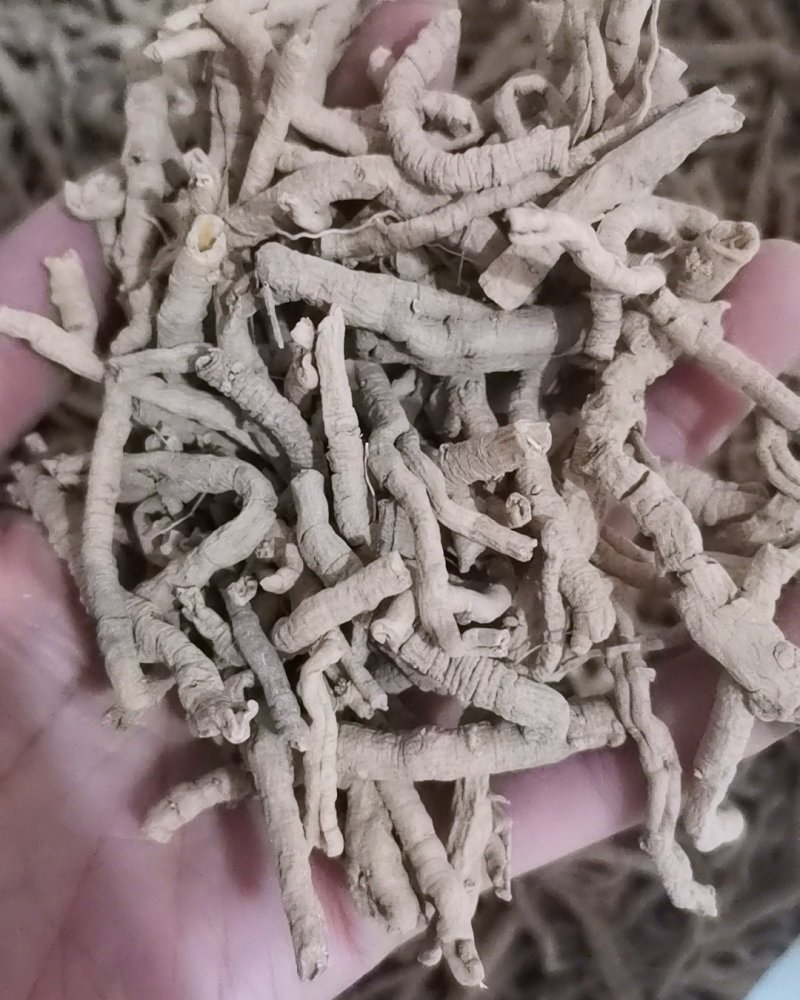 选装远志大量批发零售正品保证质量