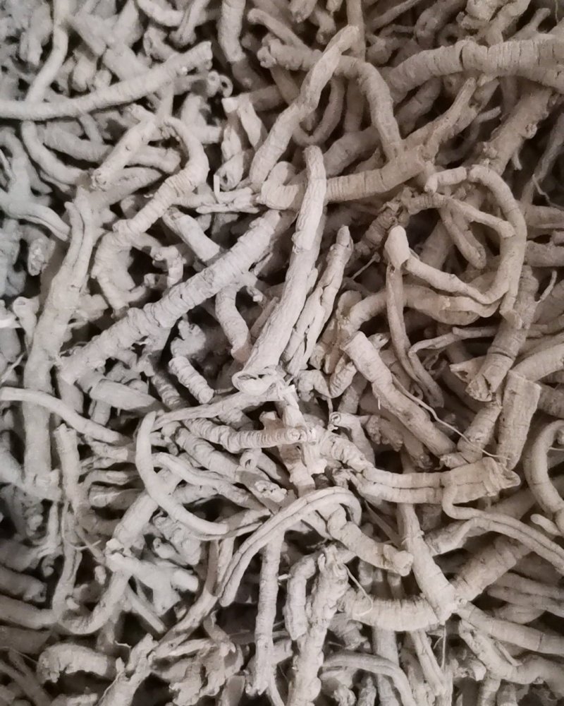 选装远志大量批发零售正品保证质量