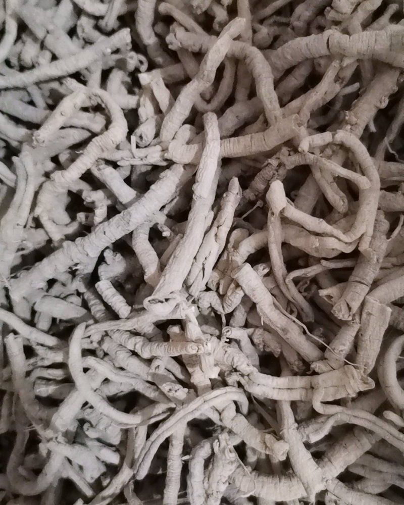 选装远志大量批发零售正品保证质量