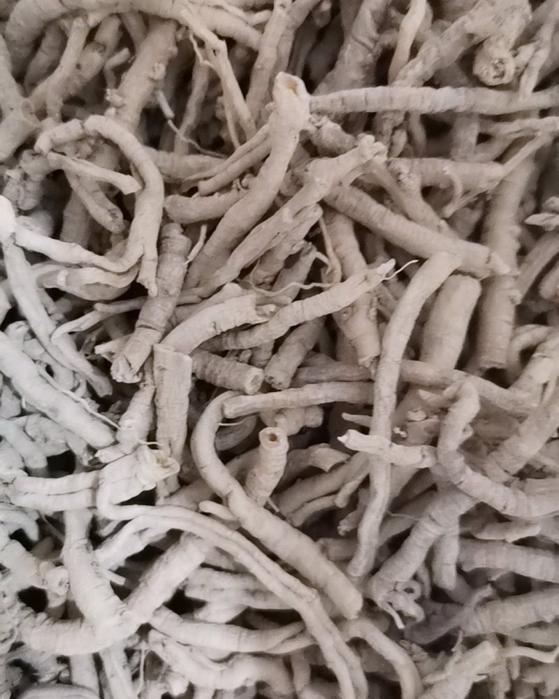 选装远志大量批发零售正品保证质量