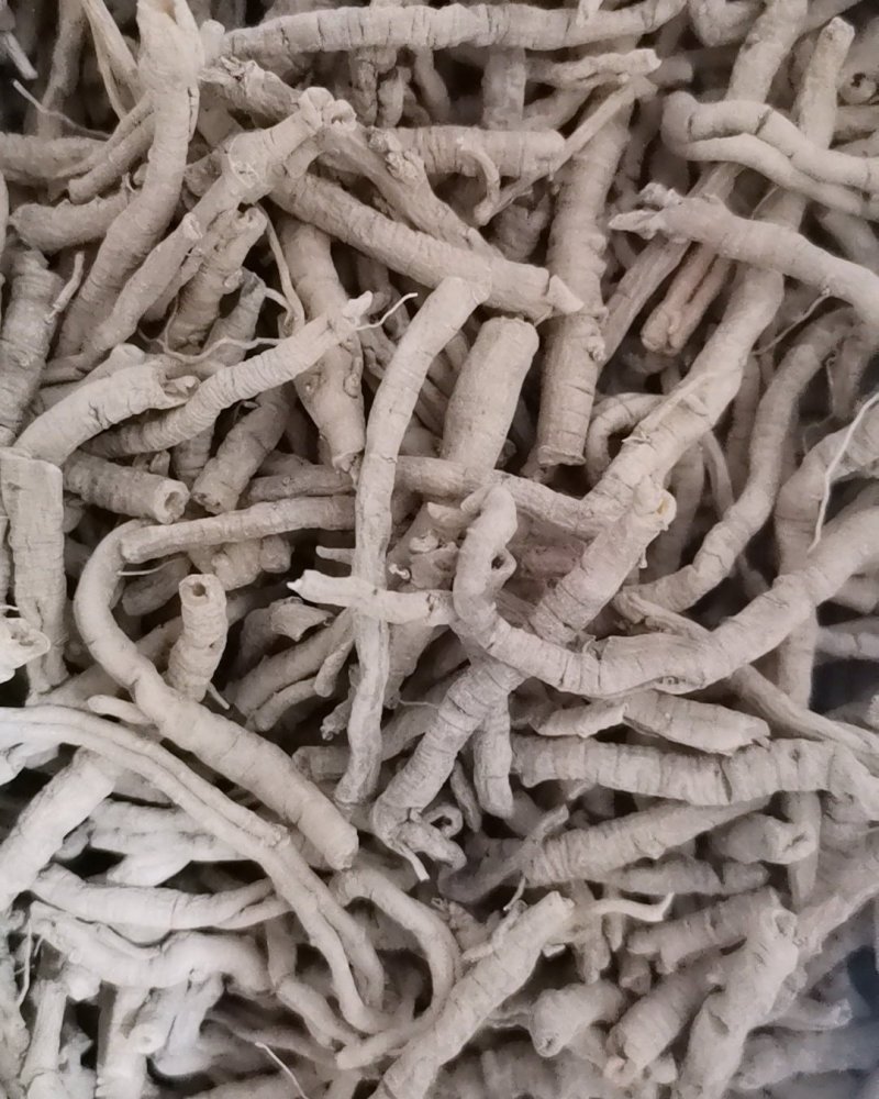 选装远志大量批发零售正品保证质量