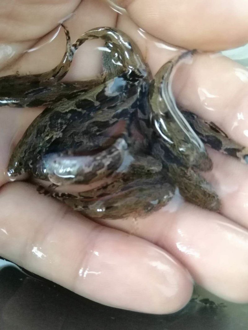 泰国笋壳鱼苗耐饥能力强成*率高效益高