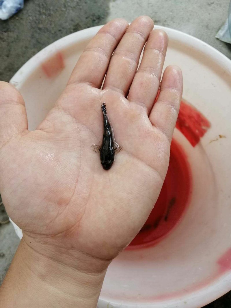 泰国笋壳鱼苗耐饥能力强成*率高效益高