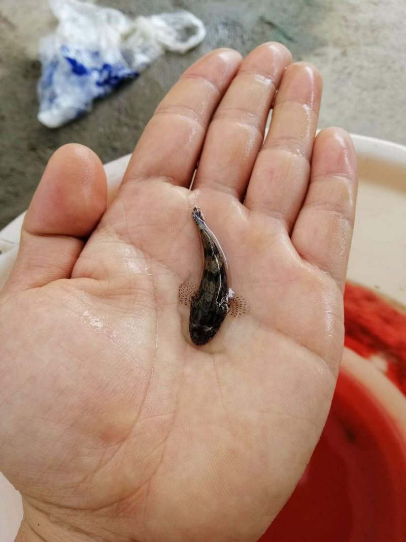 泰国笋壳鱼苗耐饥能力强成*率高效益高