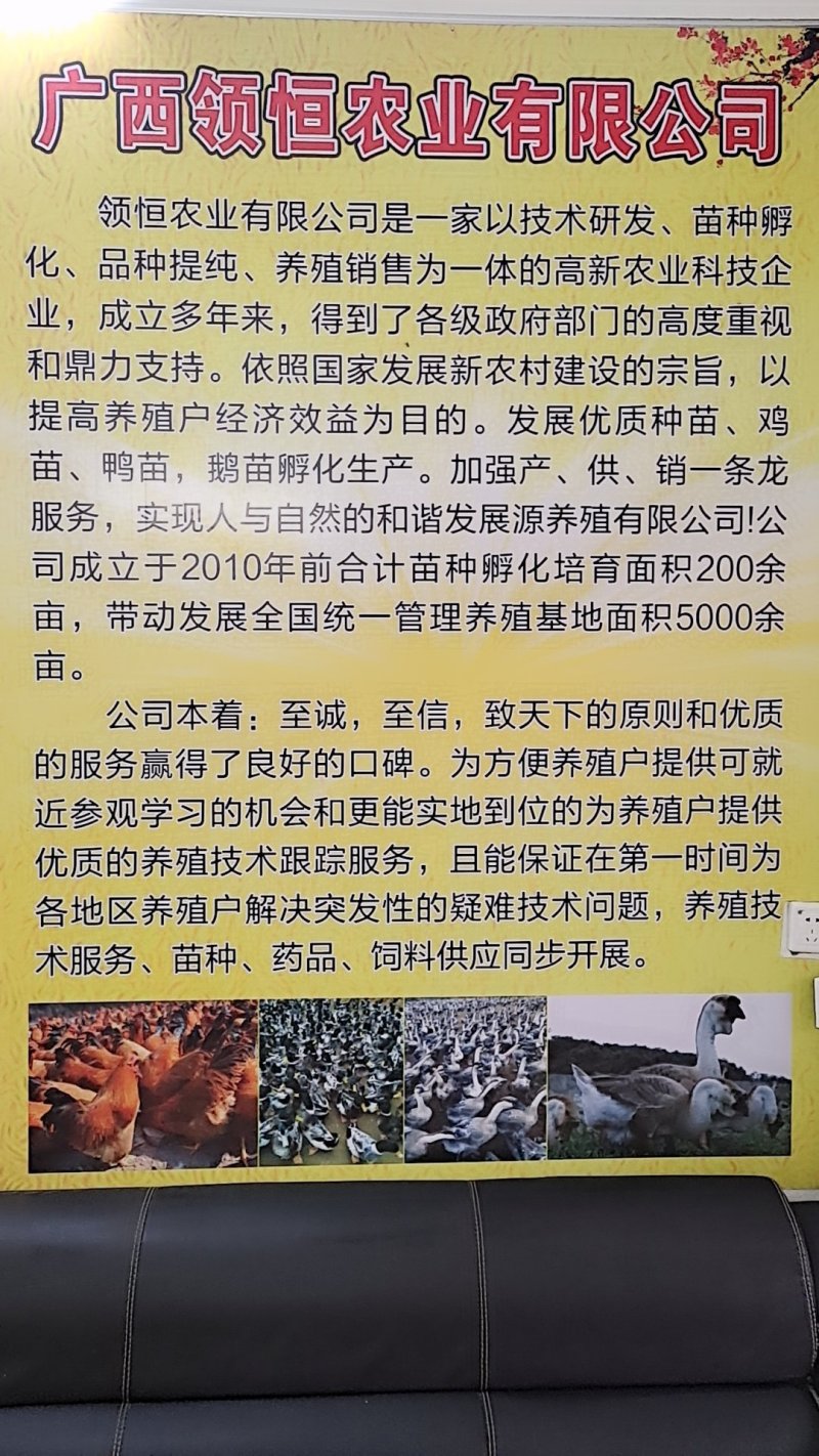 白鸭苗桂柳鸭苗北京鸭苗企业店铺认证放心苗
