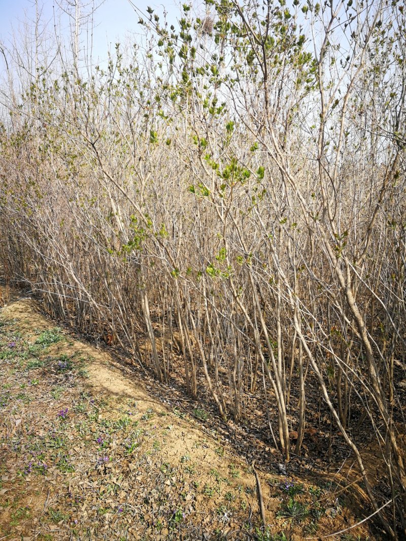 出售丛生丁香树