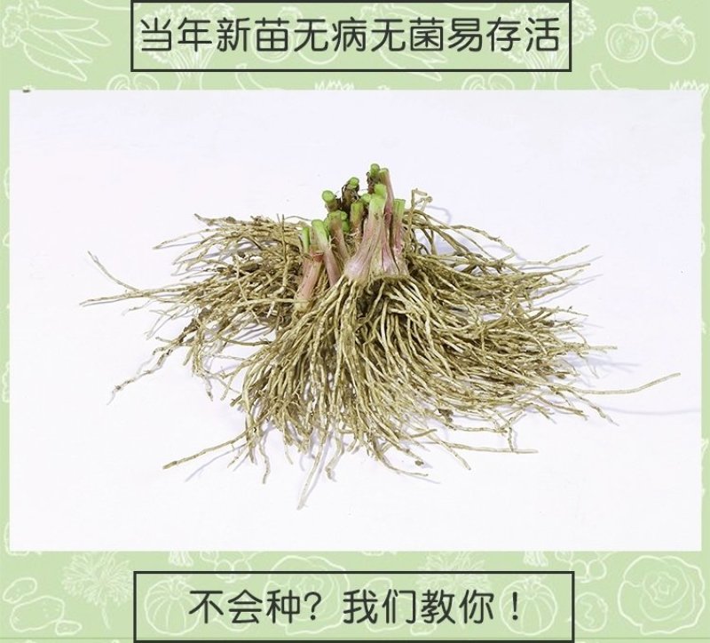 韭菜苗韭菜根紫根宽叶细叶包成活四季可种屋内盆栽净化空气