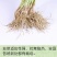 韭菜苗韭菜根紫根宽叶细叶包成活四季可种屋内盆栽净化空气
