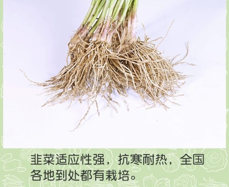 韭菜苗韭菜根紫根宽叶细叶包成活四季可种屋内盆栽净化空气