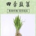 韭菜苗韭菜根紫根宽叶细叶包成活四季可种屋内盆栽净化空气
