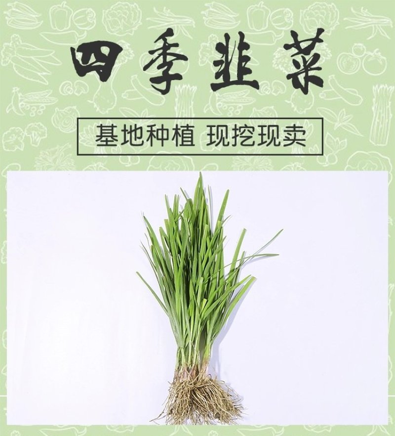 韭菜苗韭菜根紫根宽叶细叶包成活四季可种屋内盆栽净化空气