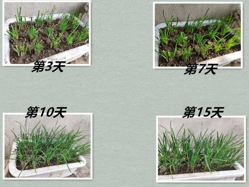 韭菜苗韭菜根紫根宽叶细叶包成活四季可种屋内盆栽净化空气