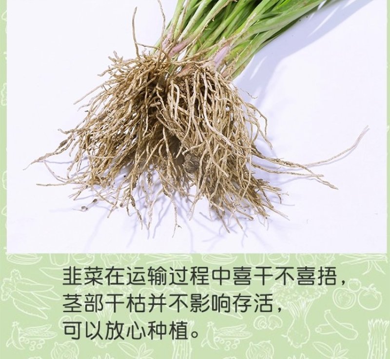 韭菜苗韭菜根紫根宽叶细叶包成活四季可种屋内盆栽净化空气