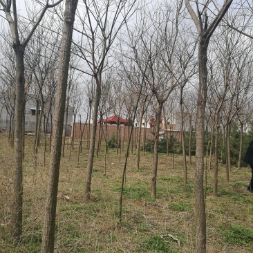 八到十八公分国槐杆直冠圆，老品种高海拔旱地苗