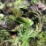 刺嫩芽批发…，黑龙江刺嫩芽