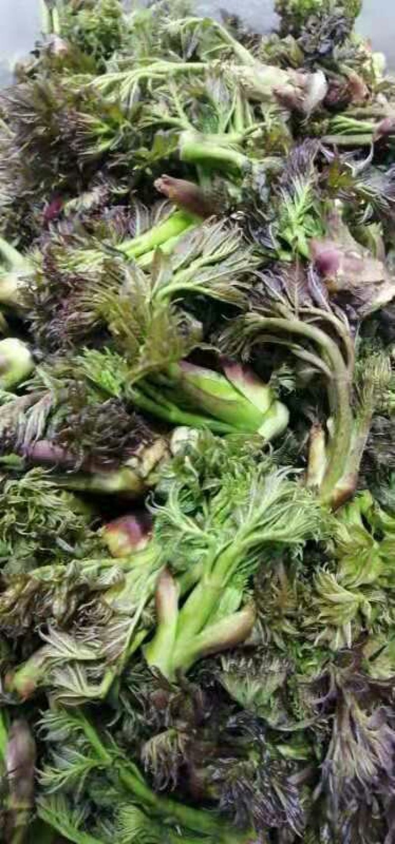 刺嫩芽批发…，黑龙江刺嫩芽