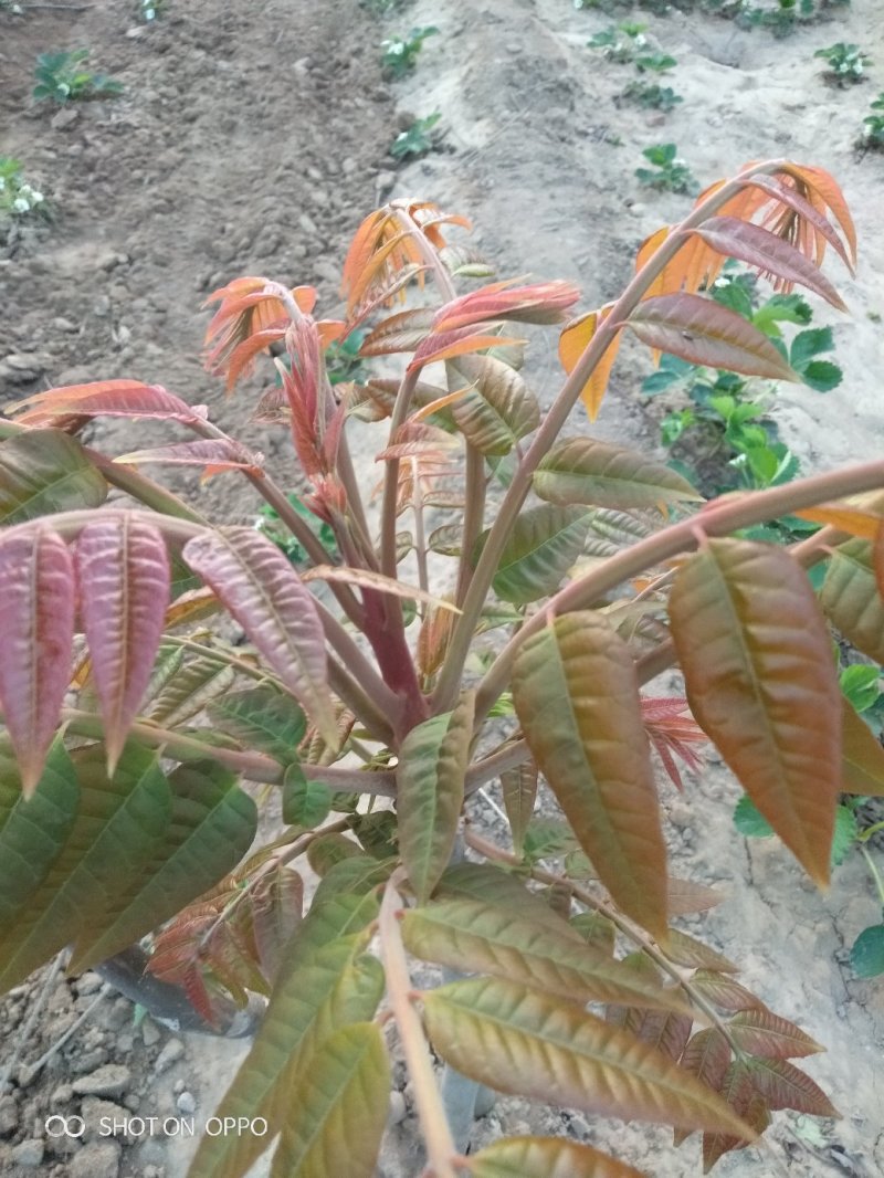 矮化红油香椿苗：新品种：品质上等：食用味强：香味食足