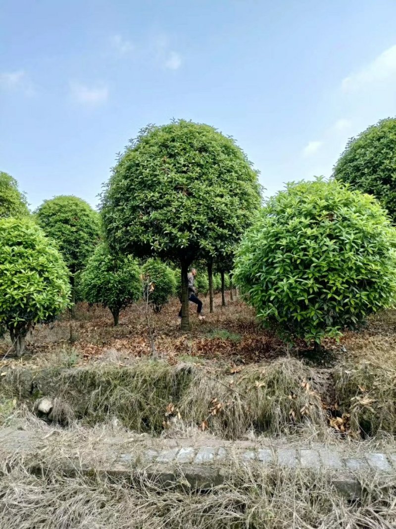 桂花