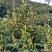 信阳毛尖商城高山茶