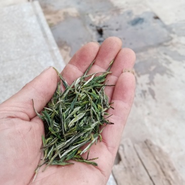 信阳毛尖商城高山茶