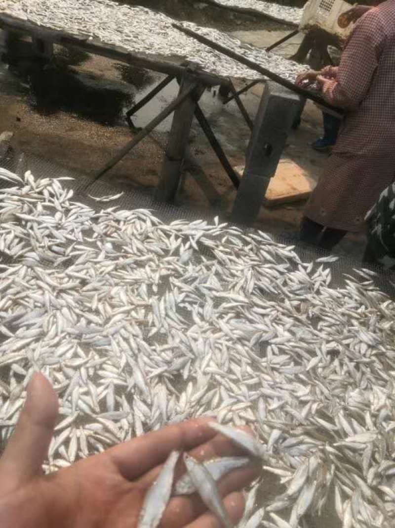 油炸鱼干白肖叼子翘白蓝刀油炸小鱼干小鱼仔鱼干无盐鱼干