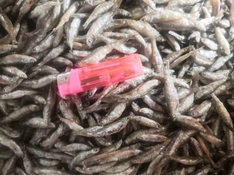 油炸鱼干白肖叼子翘白蓝刀油炸小鱼干小鱼仔鱼干无盐鱼干