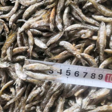 油炸鱼干白肖叼子翘白蓝刀油炸小鱼干小鱼仔鱼干无盐鱼干