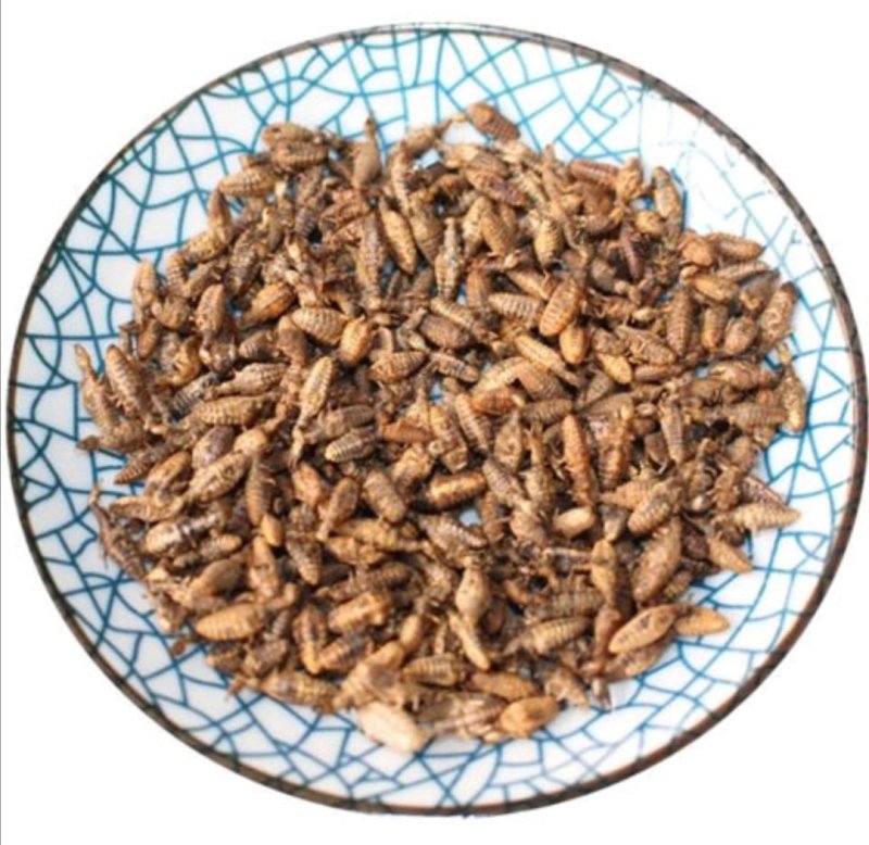 沙牛角，道地药材，质优价实，品质保证，药典标准一公斤起批