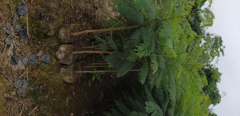 蓝花楹蓝花楹树苗绿化风景树阳台盆栽（广东普宁蓝花楹供应商）