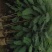 蓝花楹蓝花楹树苗绿化风景树阳台盆栽(广东普宁蓝花楹供应商)