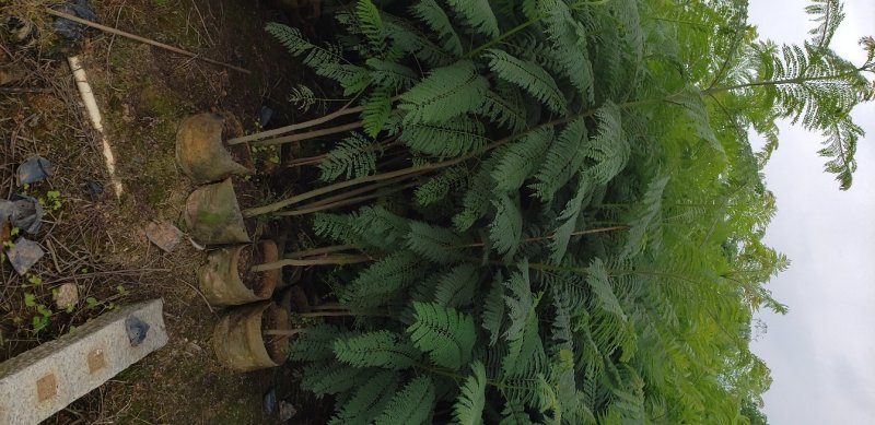 蓝花楹蓝花楹树苗绿化风景树阳台盆栽（广东普宁蓝花楹供应商）
