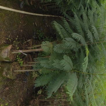 蓝花楹蓝花楹树苗绿化风景树阳台盆栽(广东普宁蓝花楹供应商)