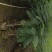 蓝花楹蓝花楹树苗绿化风景树阳台盆栽(广东普宁蓝花楹供应商)