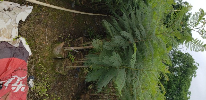 蓝花楹蓝花楹树苗绿化风景树阳台盆栽（广东普宁蓝花楹供应商）