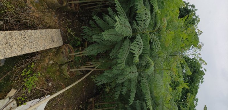 蓝花楹蓝花楹树苗绿化风景树阳台盆栽（广东普宁蓝花楹供应商）
