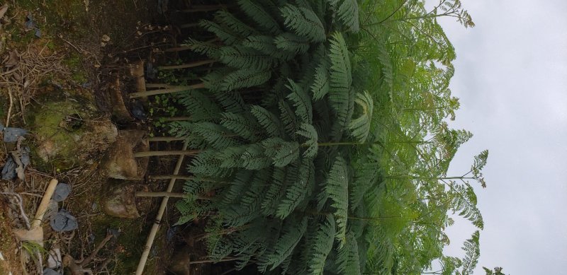 蓝花楹蓝花楹树苗绿化风景树阳台盆栽（广东普宁蓝花楹供应商）