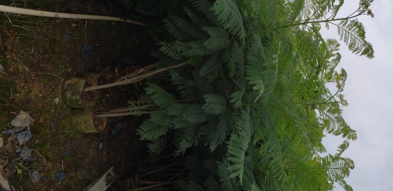 蓝花楹蓝花楹树苗绿化风景树阳台盆栽（广东普宁蓝花楹供应商）