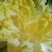 黄心大白菜