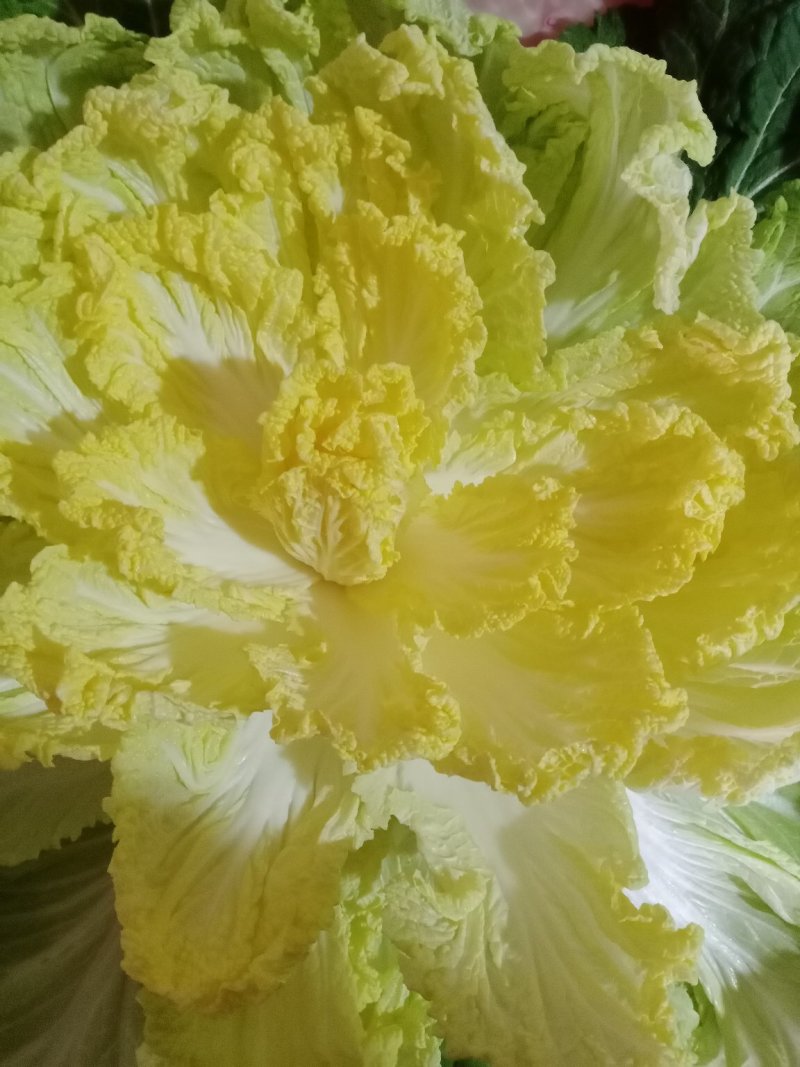黄心大白菜