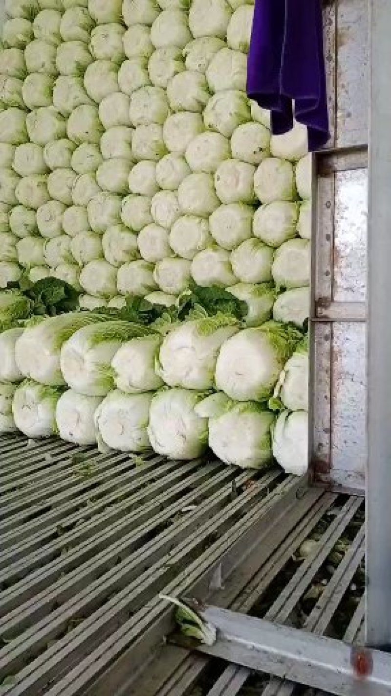 黄心大白菜
