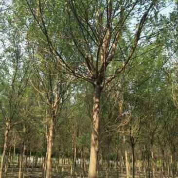 国槐大型苗圃直供多种规格一级树，工程常年供应商