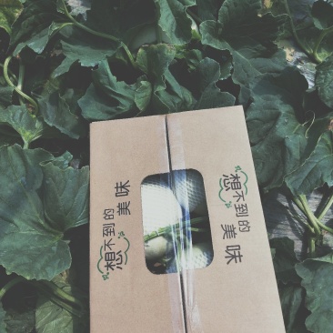 专业一件代发南汇玉姑甜瓜，1箱起送