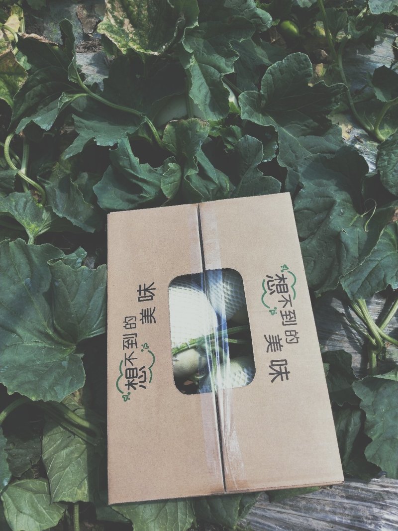 专业一件代发南汇玉姑甜瓜，1箱起送