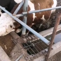 西门塔尔牛价格，肉牛品种，种公牛价格，怀孕牛价格