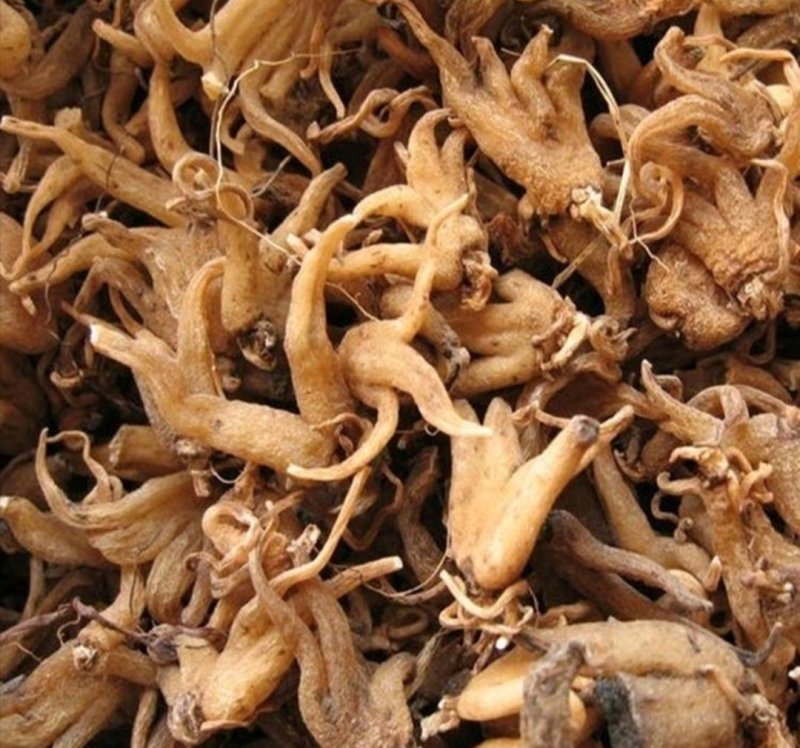 手掌参，道地药材，质优价实，品质保证，药典标准一公斤起批