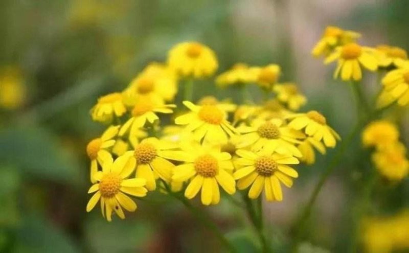 野菊花种子菊花种子山坡路边多年野花种子发芽率98%