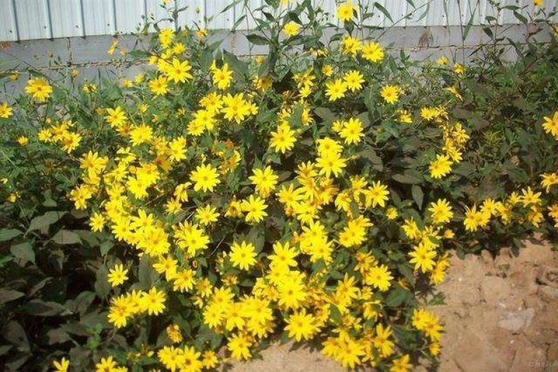 野菊花种子菊花种子山坡路边多年野花种子发芽率98%