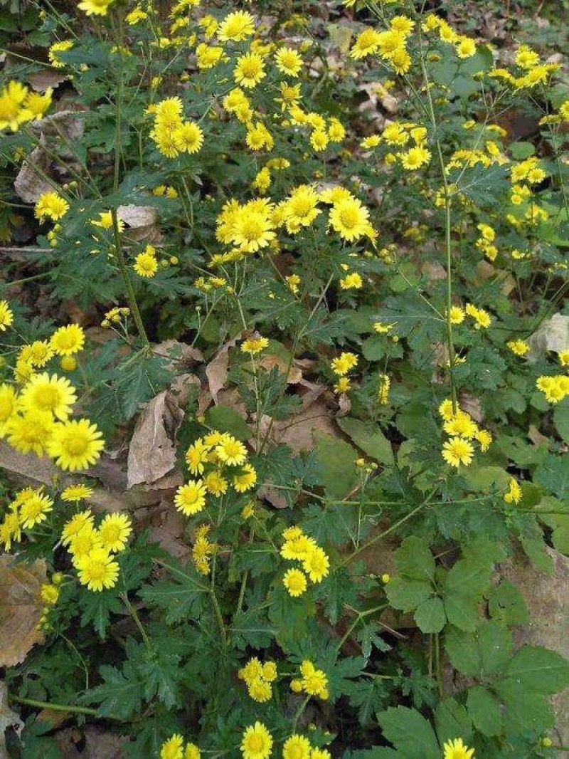 野菊花种子菊花种子山坡路边多年野花种子发芽率98%
