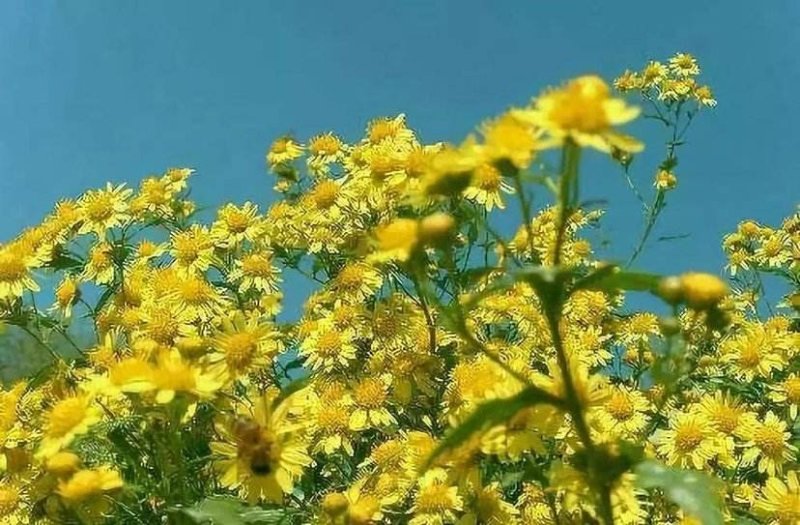 野菊花种子菊花种子山坡路边多年野花种子发芽率98%